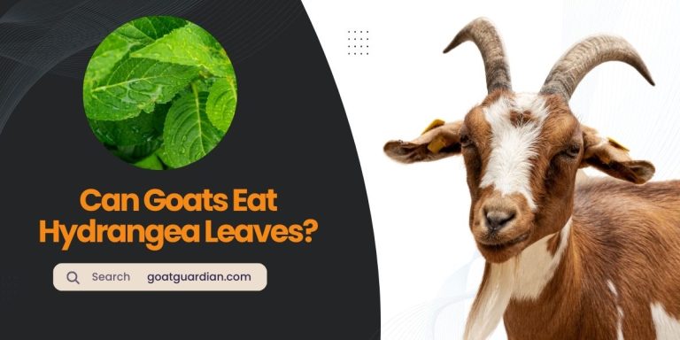 Can Goats Eat Hydrangea Leaves? (YES or NO)