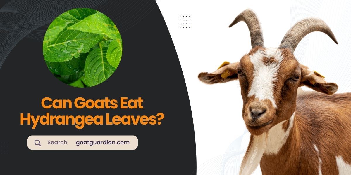Can Goats Eat Hydrangea Leaves