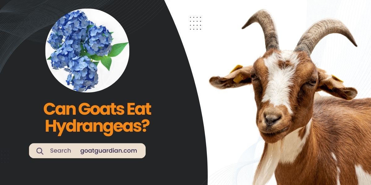 Can Goats Eat Hydrangeas