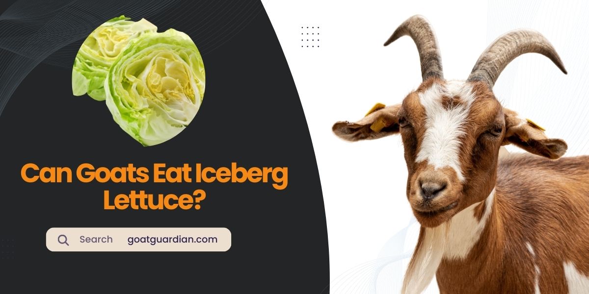 Can Goats Eat Iceberg Lettuce