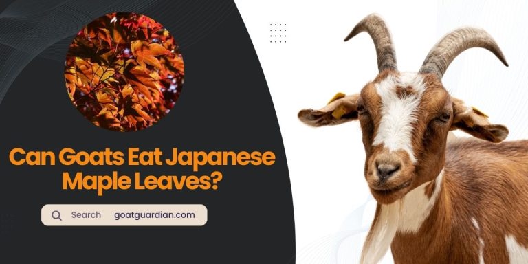 Can Goats Eat Japanese Maple Leaves? (Feeding Tips)