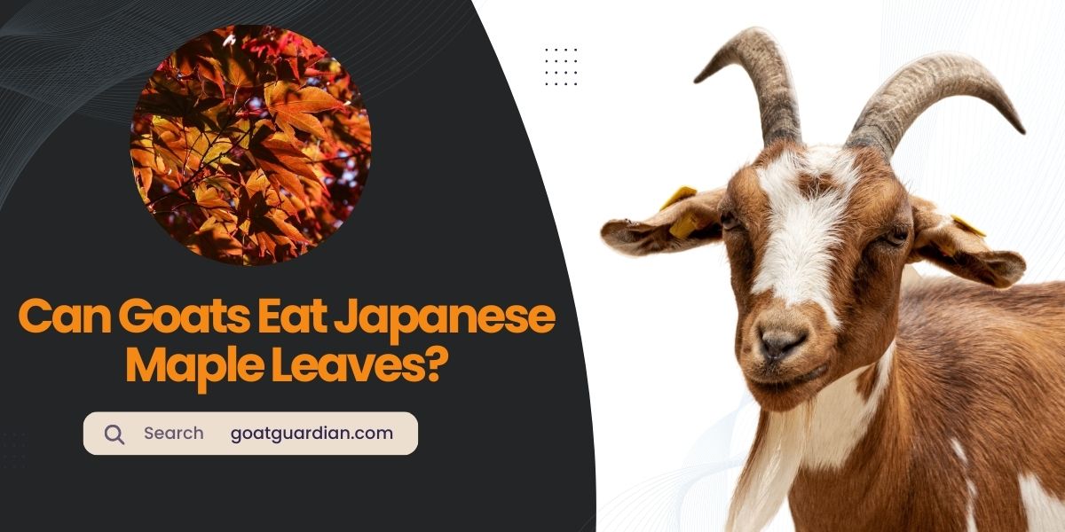 Can Goats Eat Japanese Maple Leaves