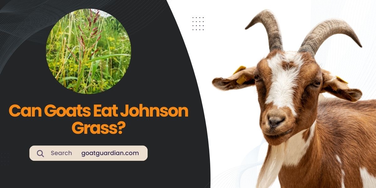 Can Goats Eat Johnson Grass