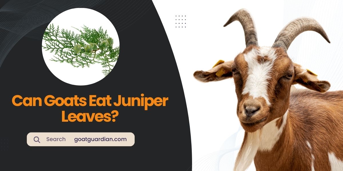 Can Goats Eat Juniper Leaves