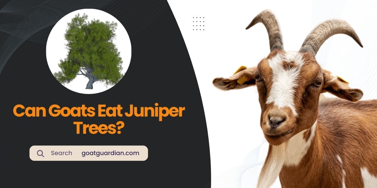 Can Goats Eat Juniper Trees