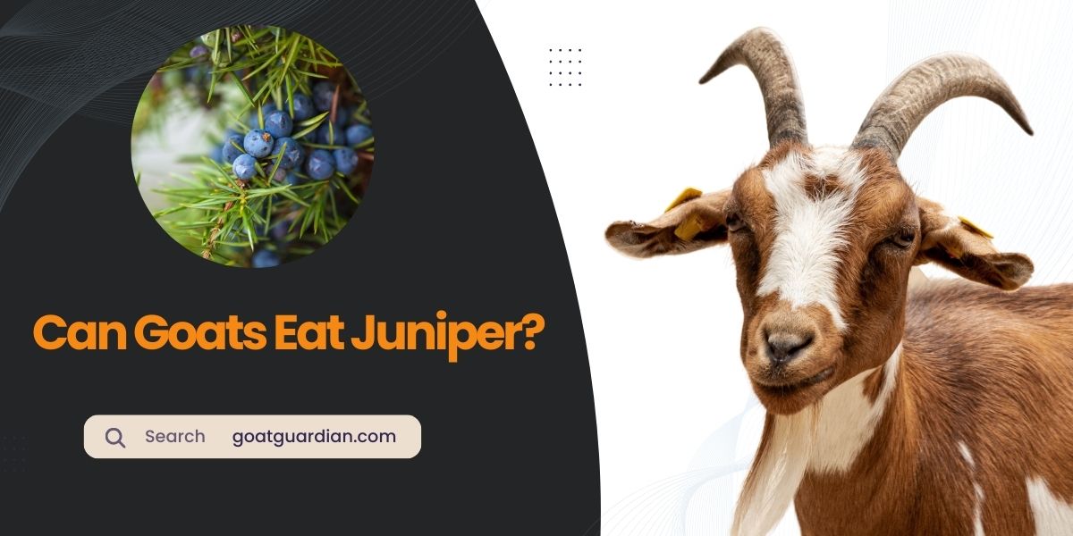 Can Goats Eat Juniper