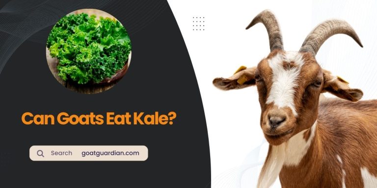 Can Goats Eat Kale? (Nutritious Facts)