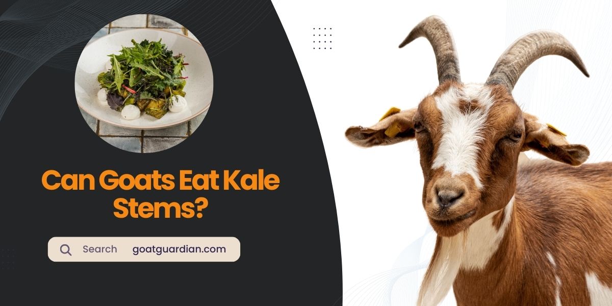 Can Goats Eat Kale Stems