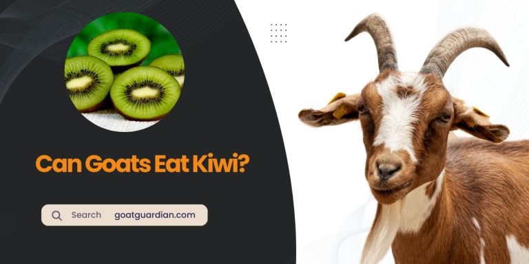 Can Goats Eat Kiwi? (Nutritional Potential)