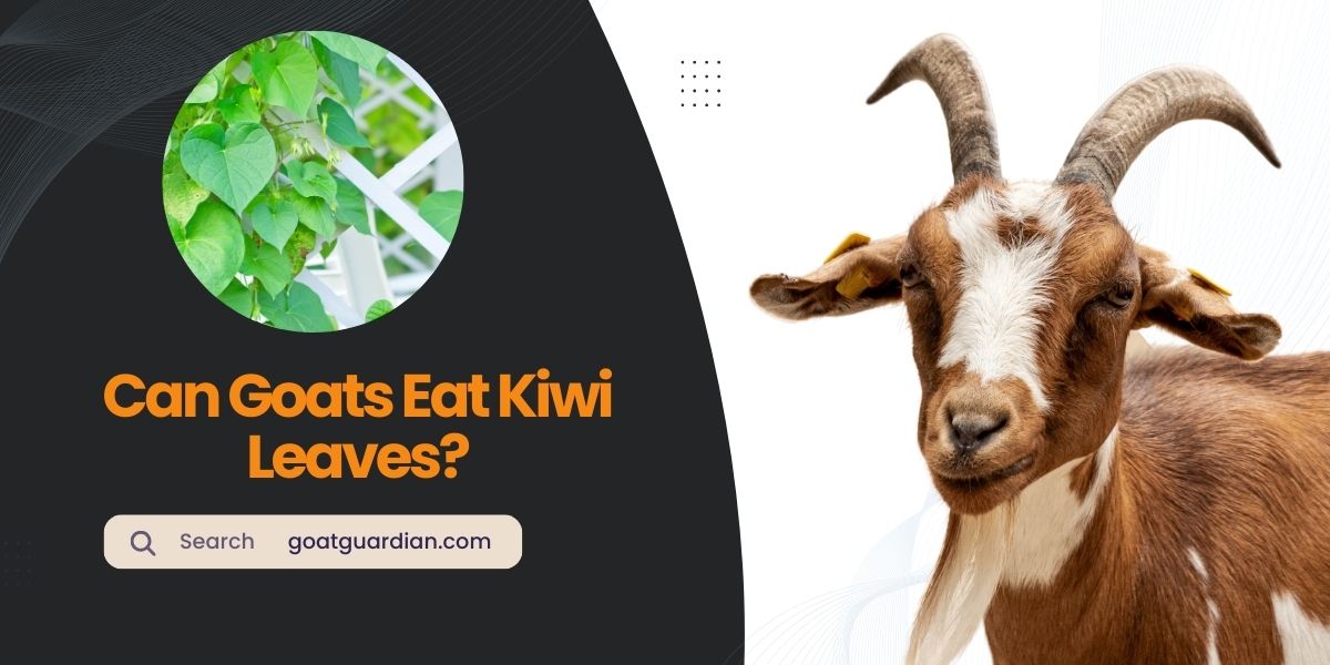 Can Goats Eat Kiwi Leaves