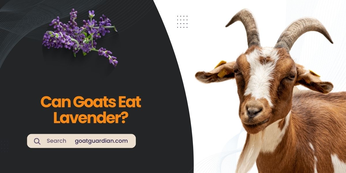 Can Goats Eat Lavender