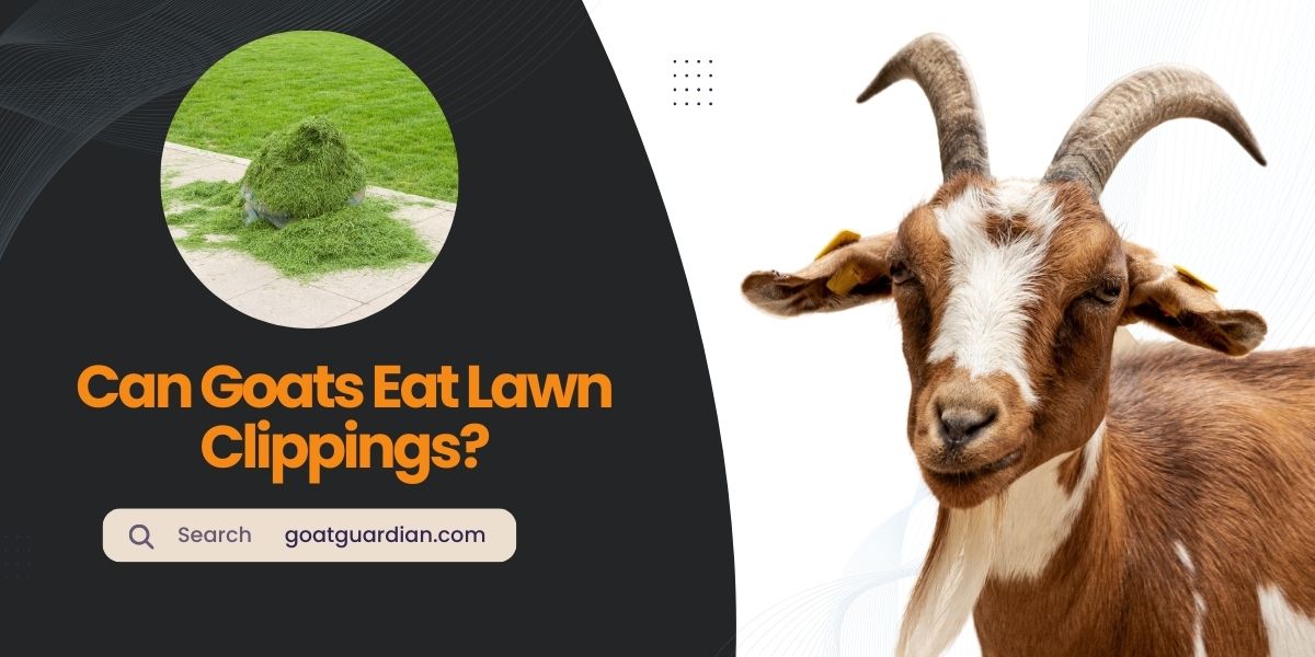 Can Goats Eat Lawn Clippings