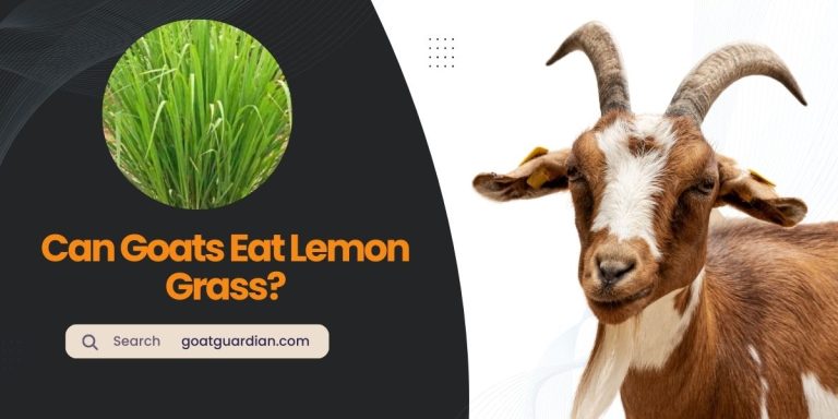 Can Goats Eat Lemon Grass? (with Alternatives)