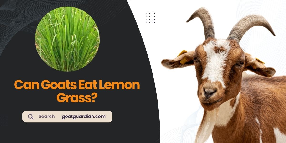 Can Goats Eat Lemon Grass