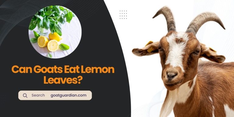 Can Goats Eat Lemon Leaves? (Benefits & Risks)