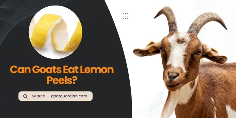 Can Goats Eat Lemon Peels? (with Alternatives)