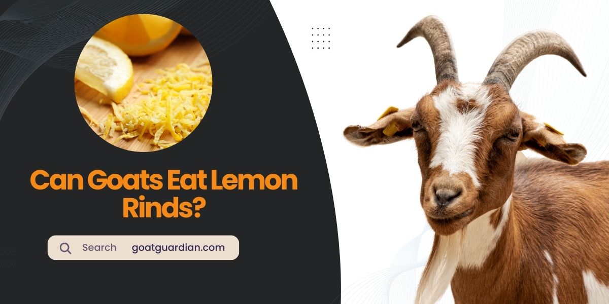 Can Goats Eat Lemon Rinds