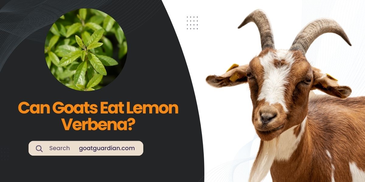 Can Goats Eat Lemon Verbena