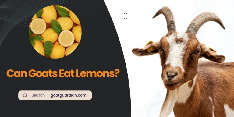 Can Goats Eat Lemons? (Read Before Feeding)