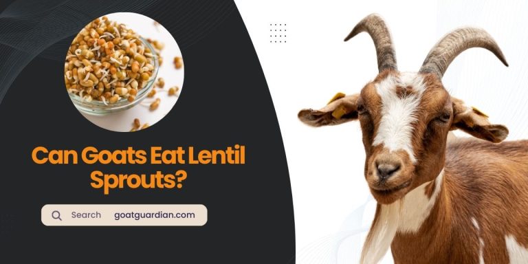 Can Goats Eat Lentil Sprouts? (Ways to Feed)