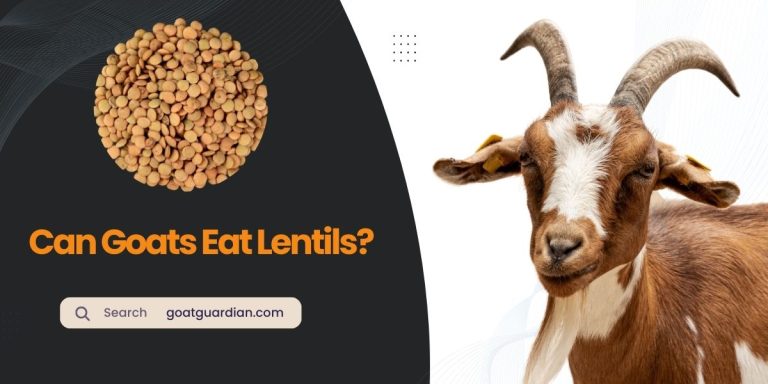 Can Goats Eat Lentils? Is It Safe?