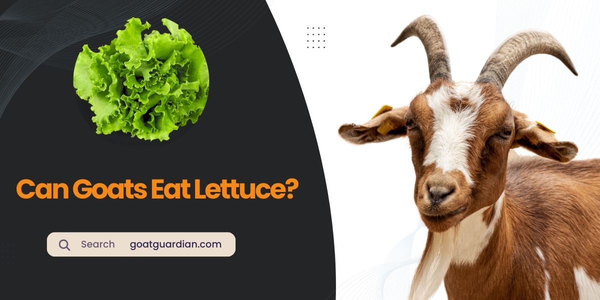 Can Goats Eat Lettuce