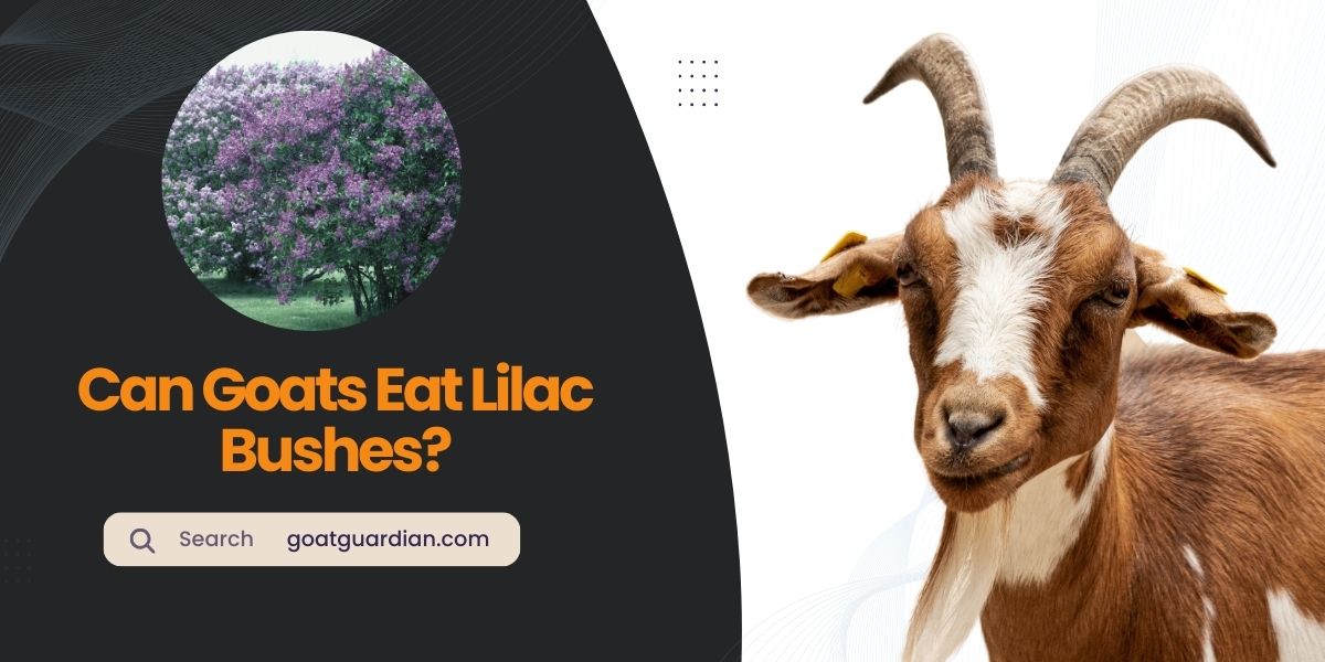 Can Goats Eat Lilac Bushes