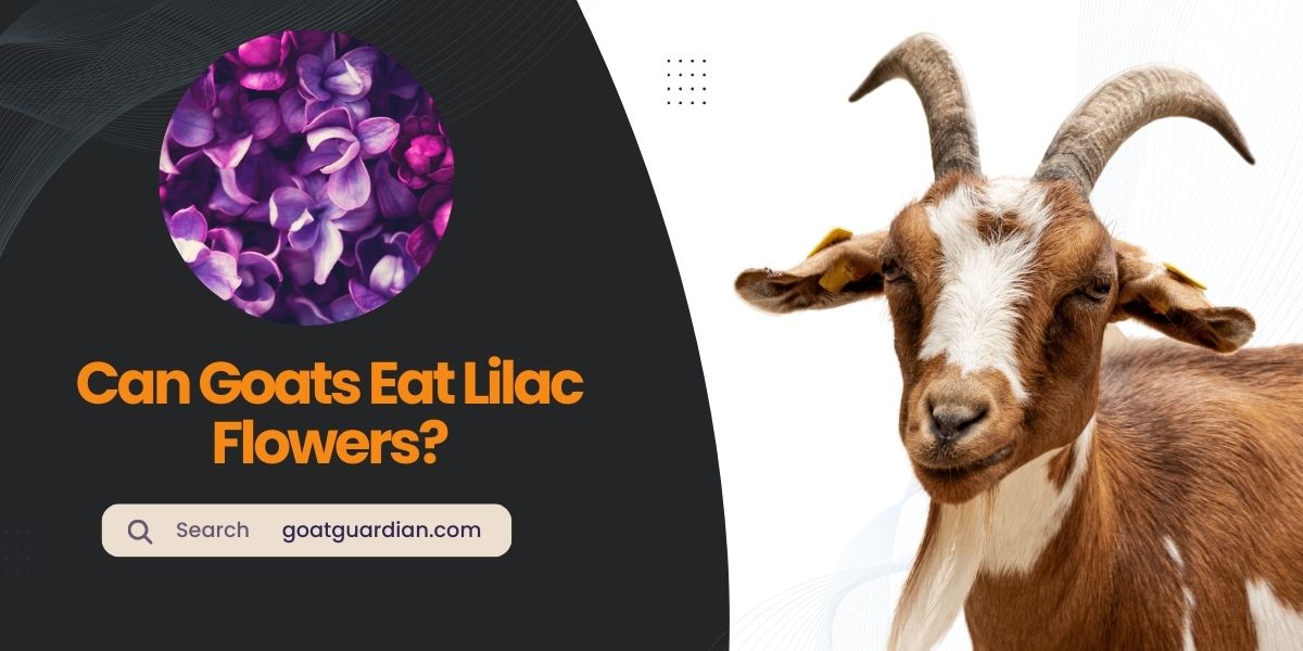 Can Goats Eat Lilac Flowers