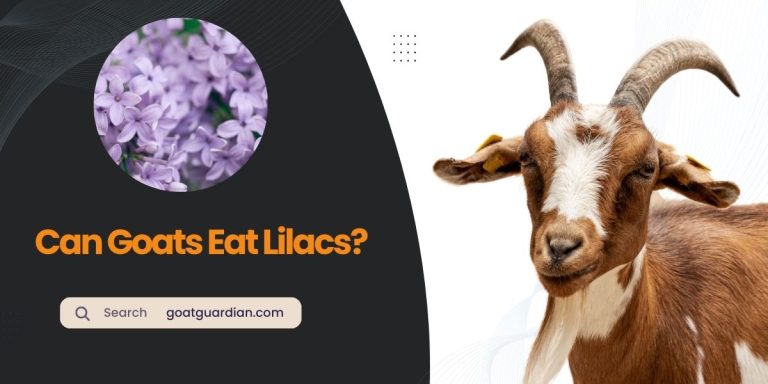 Can Goats Eat Lilacs? (Read Before Feeding)