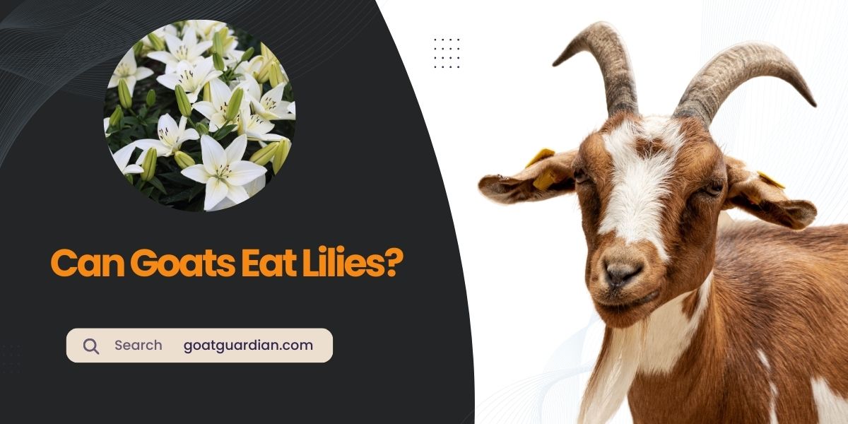 Can Goats Eat Lilies