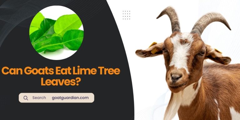 Can Goats Eat Lime Tree Leaves? (Natural Remedy)
