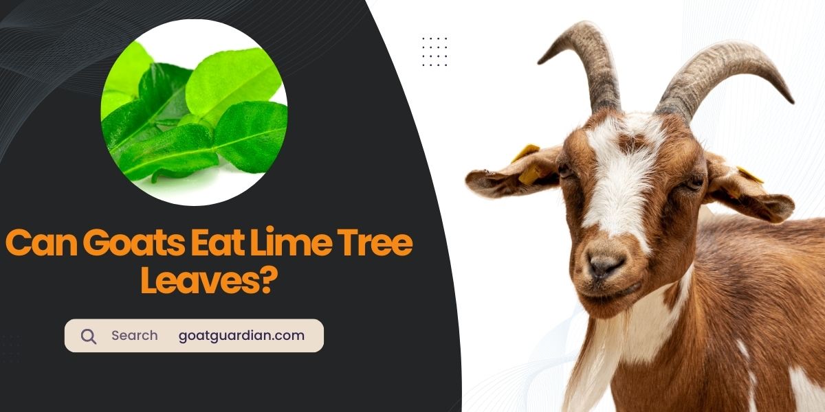 Can Goats Eat Lime Tree Leaves