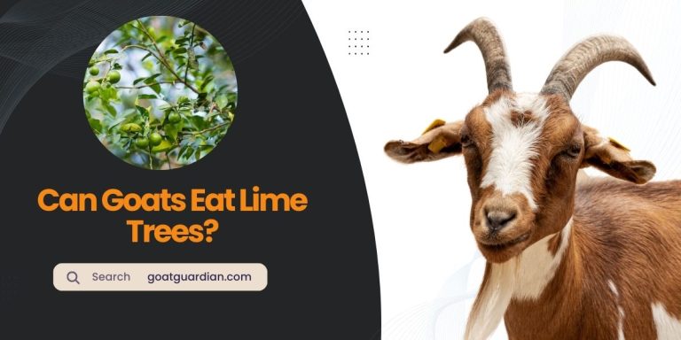 Can Goats Eat Lime Trees? (YES or NO)