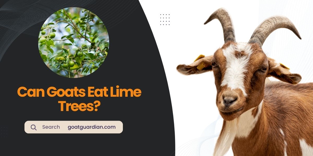 Can Goats Eat Lime Trees