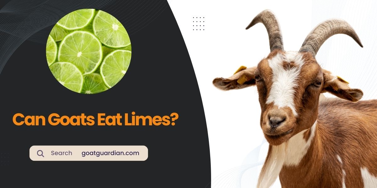 Can Goats Eat Limes
