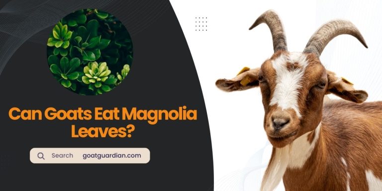 Can Goats Eat Magnolia Leaves? (Surprising Answer)
