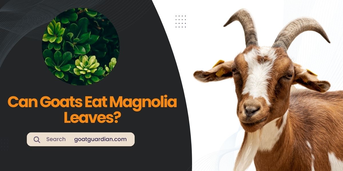Can Goats Eat Magnolia Leaves