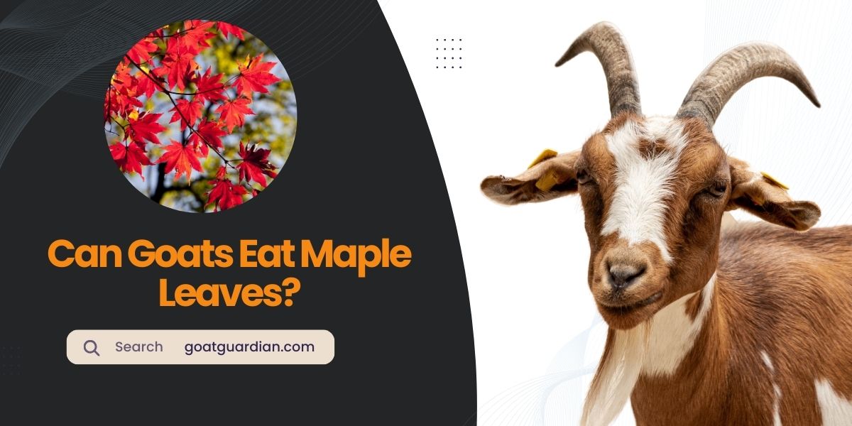 Can Goats Eat Maple Leaves