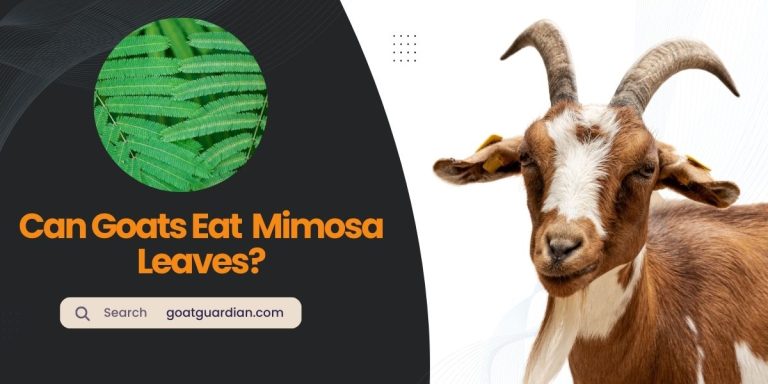 Can Goats Eat Mimosa Leaves? (Truth & Benefits)