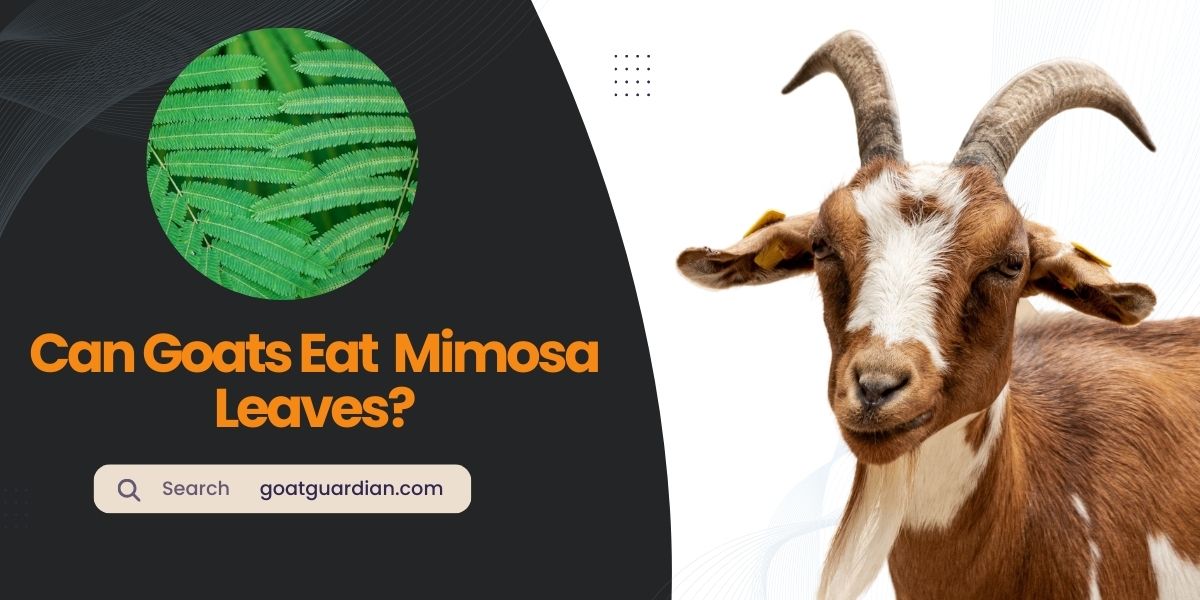 Can Goats Eat Mimosa Leaves
