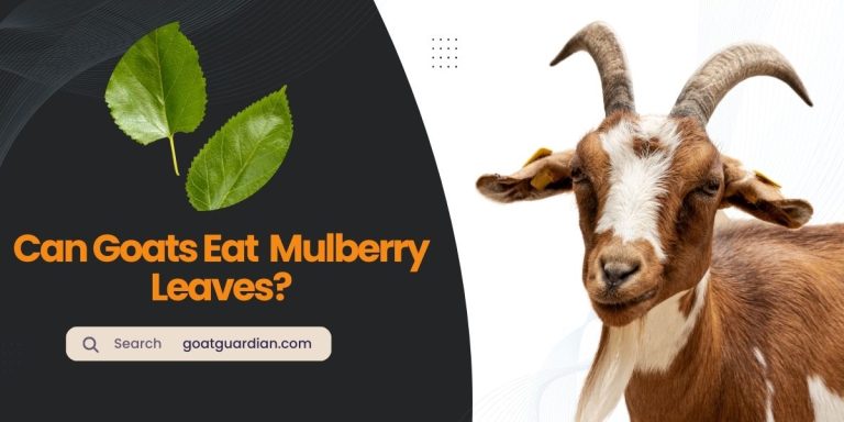 Can Goats Eat Mulberry Leaves? (Health Benefits)