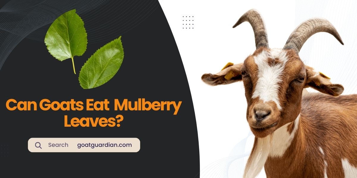 Can Goats Eat Mulberry Leaves