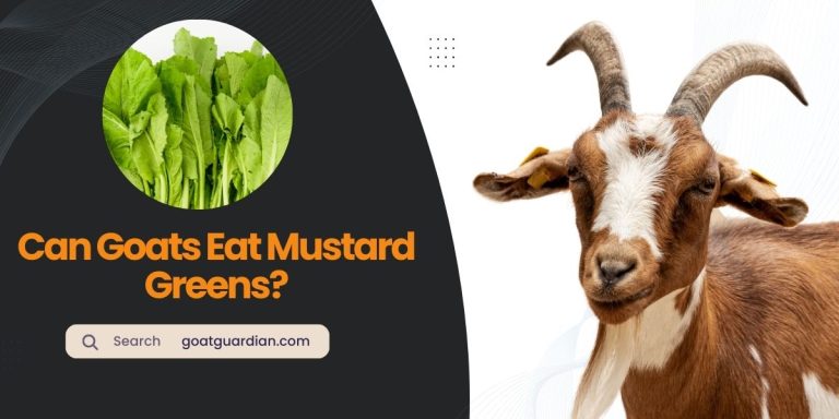 Can Goats Eat Mustard Greens? (Recommendations)