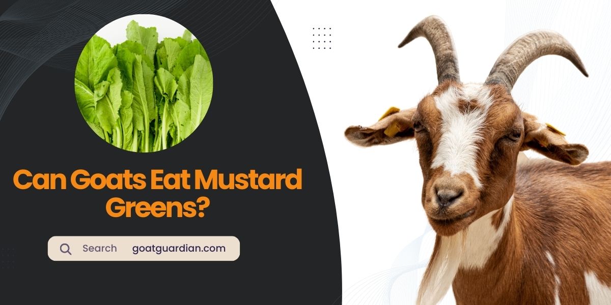 Can Goats Eat Mustard Greens