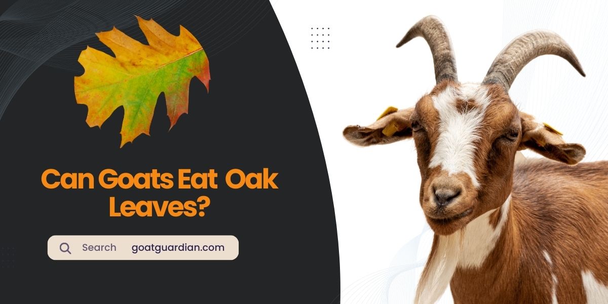 Can Goats Eat Oak Leaves
