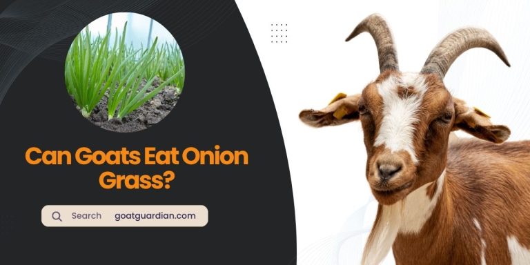 Can Goats Eat Onion Grass? (with Nutritional Benefits)