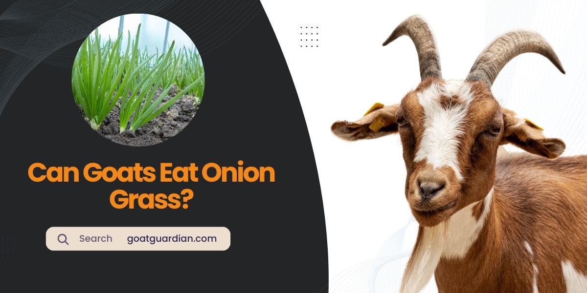 Can Goats Eat Onion Grass