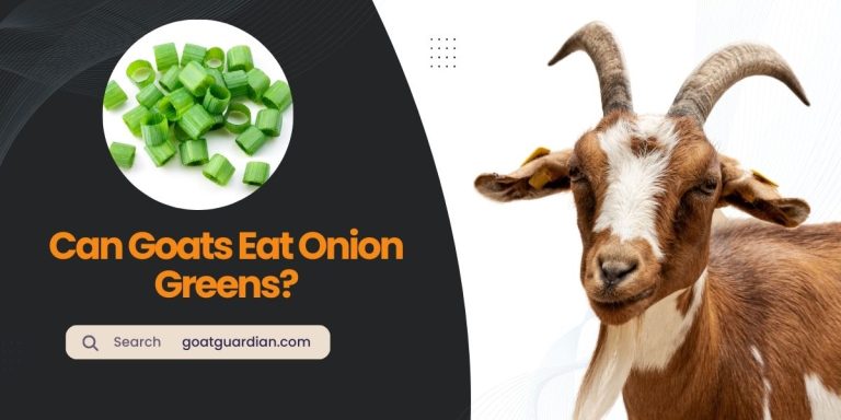 Can Goats Eat Onion Greens? (Ideal or Not)