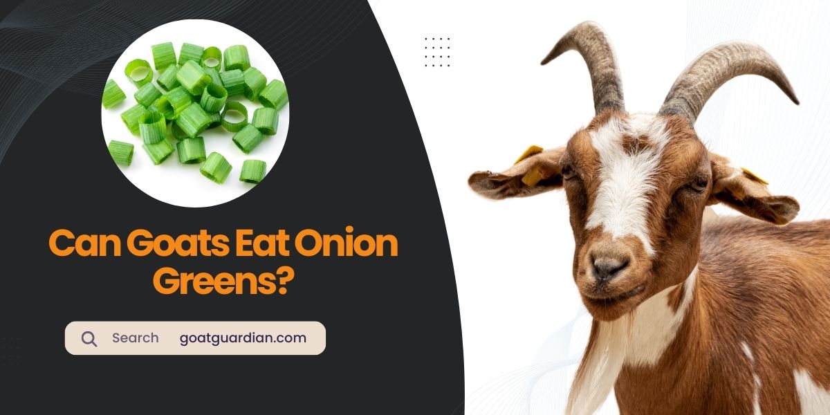 Can Goats Eat Onion Greens