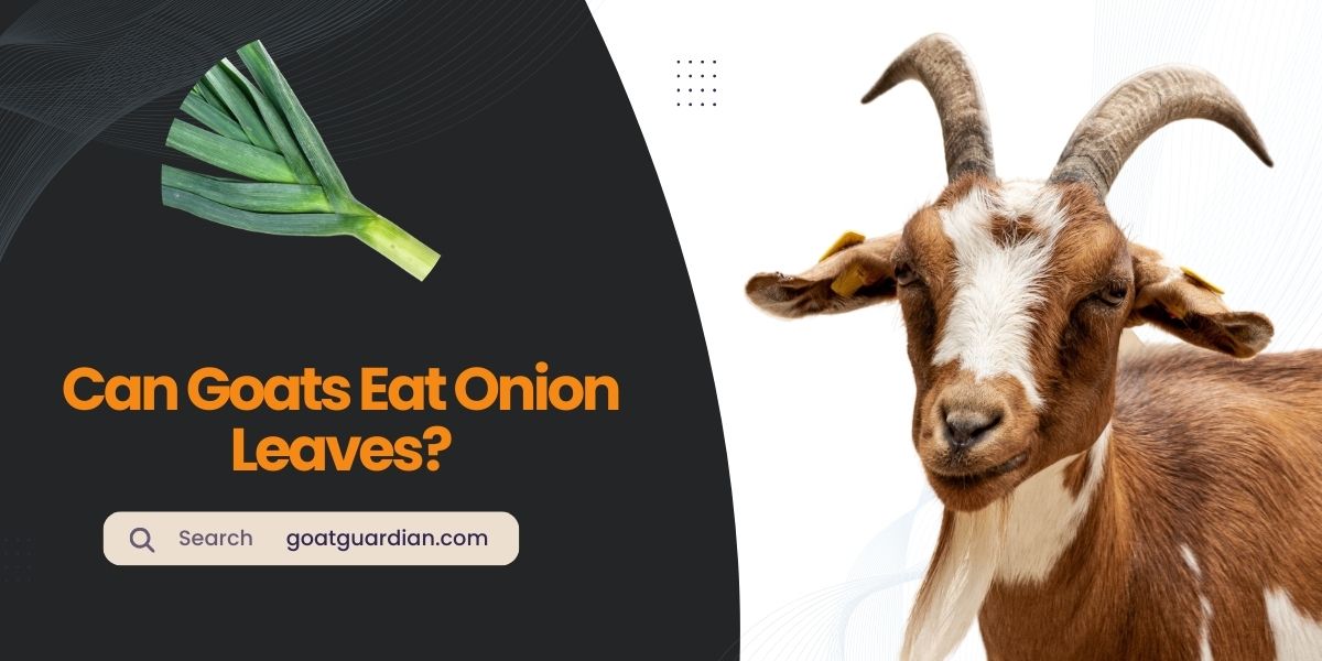 Can Goats Eat Onion Leaves